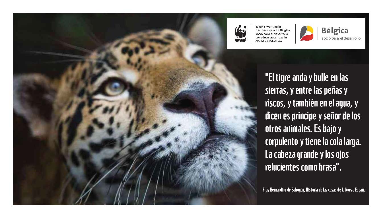 WWF Ecuador 2026 - Jaguar Ecology