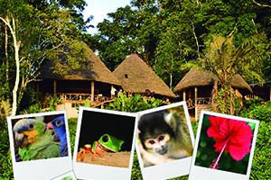 yachana flyer